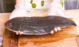 龙利鱼是海鱼还是淡水鱼 龙利鱼属于哪个科目