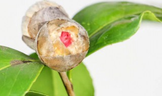 嫁接山茶花方法 如何嫁接茶花