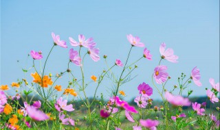 格桑花种植时间 格桑花应该什么时候播种