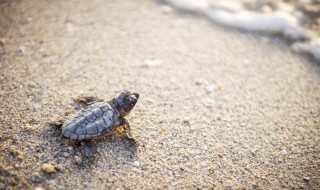 活甲鱼怎么杀 有什么杀的办法