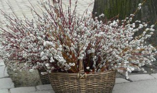 银柳干养好还是水养好 银柳干花的风水作用