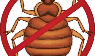 臭虫怎么彻底消灭 臭虫彻底消灭的方法