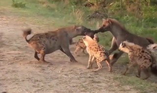 野狗和鬣狗的区别 野狗和鬣狗的区别是什么