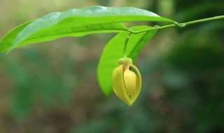 鹰爪花养殖方法 关于鹰爪花的养殖方法