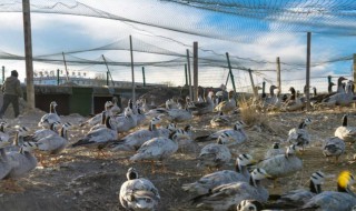 管理鸭舍方法 怎么管理鸭舍