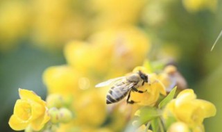 地蜂养殖方法 地蜂养殖方法介绍