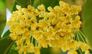 有关桂花的诗 桂花的古诗介绍