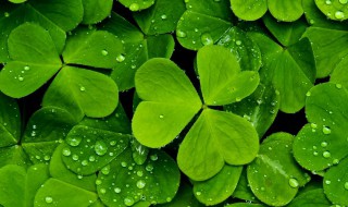 幸运草如何做标本 四叶草标本制作方法分享