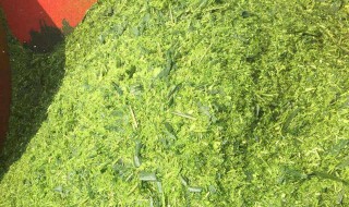 养羊如何做青储饲料 青储饲料简易制作方法分享