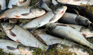 秋季钓鲢鳙方法 秋季怎么钓鲢鳙