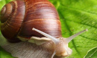 白玉蜗牛市场前景 白玉蜗牛有什么市场前景