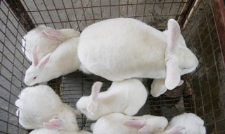 兔子养殖前景 养殖兔子有什么前景