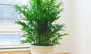 富贵叶怎么养 富贵叶如何养殖