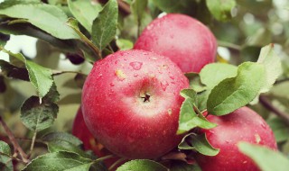 苹果怎么保存时间长 怎样让苹果在家存放久点?