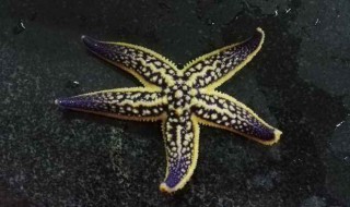 海星怎么养 如何养海星