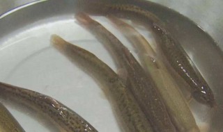 泥鳅怎么处理 怎么处理泥鳅