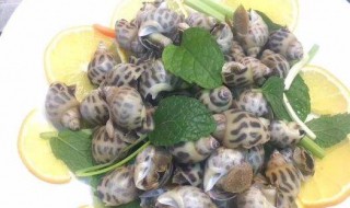 花螺蘸芥末如何做 如何做花螺蘸芥末