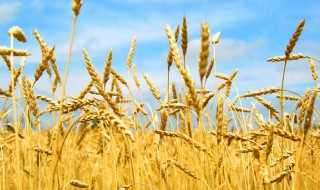 谷子催熟方法 怎样促进谷子早熟