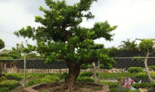 罗汉松剪叶技巧 罗汉松怎么修剪