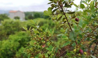 稔子苗栽种方法 稔子果种植技术
