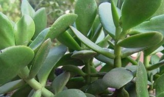 燕子掌换土方法 燕子掌换土的方法介绍