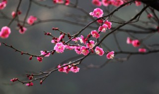 梅花的浇水技巧 多长时间浇一次合适
