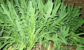 苦麦菜育苗方法 苦麦菜育苗方法是什么