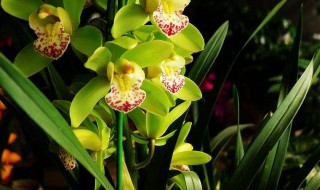 蕙兰怎么养 蕙兰养殖方法介绍