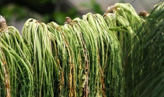 雪菜怎么腌制 腌制雪菜方法简单介绍