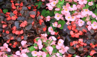 玻璃海棠怎么养 玻璃海棠的养法