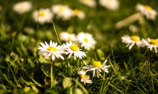 形容雏菊的句子 形容雏菊的优美句子