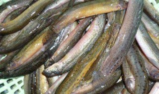 泥鳅怎么洗 如何洗干净