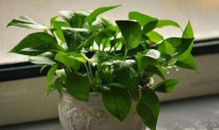绿萝怎么养才正确 绿萝养殖介绍