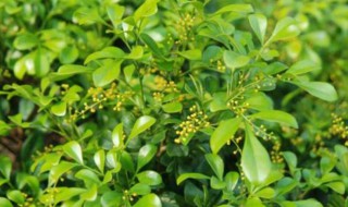 阳台米兰摆放禁忌 需要注意什么