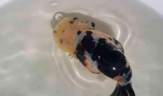 怎么挑高品质兰寿 有什么挑选的技巧