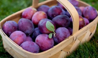 西梅怎么挑硬好还是软的好 是什么原因