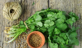 香菜存放方法 这三种方法都很有效