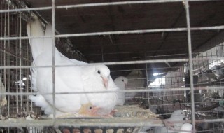 肉鸽笼养方法 怎么笼养肉鸽子