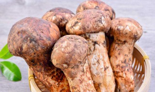 松荨的储存方法 松荨的储存方法有哪些