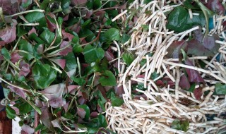 桶种鱼腥草方法 家里鱼腥草种植方法