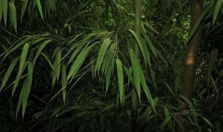 配营养土方法 怎么配营养土