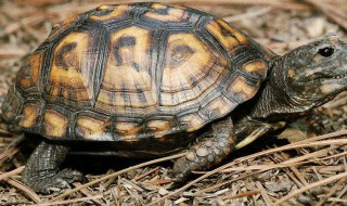 乌龟保暖方法 保暖的方法介绍