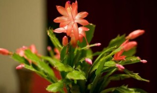 蟹爪兰的浇水方法 蟹爪兰如何浇水