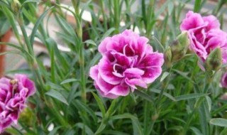 玉石竹养殖方法 玉石竹如何养殖