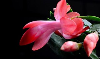 给蟹兰换盆方法 蟹兰如何换盆