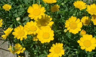 细叶菊养殖方法 细叶菊怎么养
