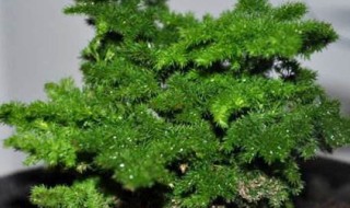 唐山云竹养殖方法 唐山云竹怎样养好