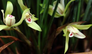 兰花的育苗方法 兰花的育苗方法介绍