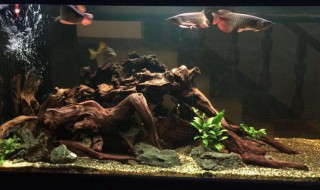 龙鱼缸清洗方法 怎样给龙鱼清洗鱼缸