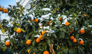 沙糖桔培养方法 沙糖桔的种植方法